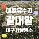 대천동 월평체육공원(정도) | [대구 대명유수지] 도심 속에서 만나는 황금빛 갈대밭! 가을 감성 폭발하는 가족산책 명소
