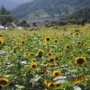 태백고원 700 산소길 이미지