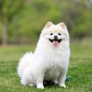 안양김준동물병원 이미지