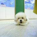 달링하이울산 이미지