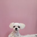 이쁘개 애견샵 이미지