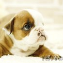 코리아 퍼피 이미지