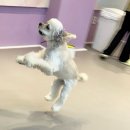 놀러왔댕 이미지