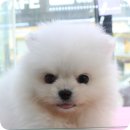 멍멍왕자 야옹공주 이미지