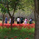 불갑사관광지 이미지