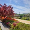 대마초등학교 이미지