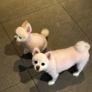 피터펫 이미지