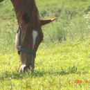 유정목장 이미지