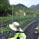 2012년 무농약고추농사 이야기 (1) / 단양한결농원