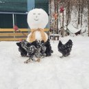 나루팜