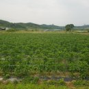 영걸농장 이미지