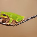 김영성 카카오 검색결과