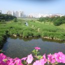 다운초등학교 옆 티스토리