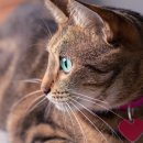 도그앤캣동물병원 이미지