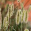 강아지풀 이미지