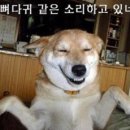 꿀먹은강정 이미지