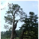 익산신작리곰솔 - 1317 | 솔아, 솔아 푸르른 솔아! 산천단 곰솔