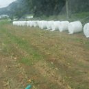 대진목장 이미지