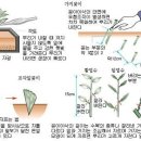 그림으로 보는 접붙이기 방법 이미지