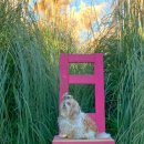 메르벨르B 이미지