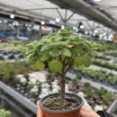 남사환경 | 남사 화훼단지 에르베플라워 vs 집하장 비교 (ft. 주차 영업시간)