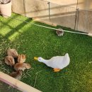 삐삐키즈풀빌라&글램핑풀카라반 이미지