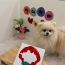 일산애견호텔 강아지유치원 맘바이일산점 이미지