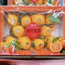 제주도감귤 귤메달하우스 후기🍊