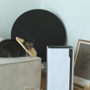 강아지 고양이 더위 이겨내는 소형 제습기 추천