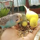 동물치유쉼터 이미지