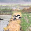 서산버드랜드 이미지