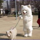 일루와 이미지