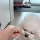 해피쿠키 이미지