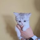 동양애견 강아지분양 고양이분양 이미지