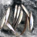 고산낚시터 이미지