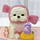 펫스페이스 이미지