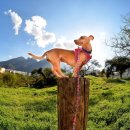 반려하다 이미지