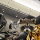 561 | 인천-나트랑 이스타항공(EASTAJET) ZE561 탑승 후기