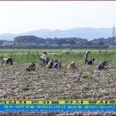 완산 온고을천사봉사회 농촌 일손 돕기 봉사활동 전개 이미지