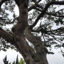 강진 대구면 구수리 소나무 이미지