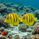 세븐일레븐 강릉사천진리점 | 강릉 사천진해변 스노쿨링, 숙소 후기🌊🐠