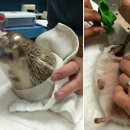 리더스동물병원 이미지