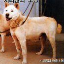 백구