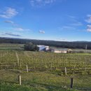 팜밸리리조트 | 시드니 헌터밸리 리조트 와이너리,야생캥거루,1박 투숙 꿀팁 대방출