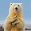 북극곰 로라 이미지