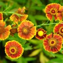 (주)사이넷 이미지