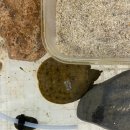 다리집동부산점 | 잔잔바리 찐트루의 생물 일기 (2025 ver.)