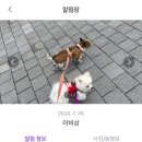 퍼피트리 애견유치원&호텔 이미지