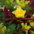 화훼기능사 이미지