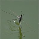 소금쟁이 이미지